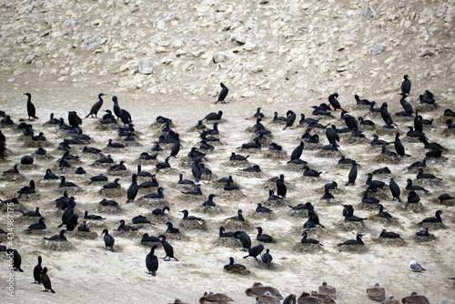 Point Lobos - Nesting Cormorants