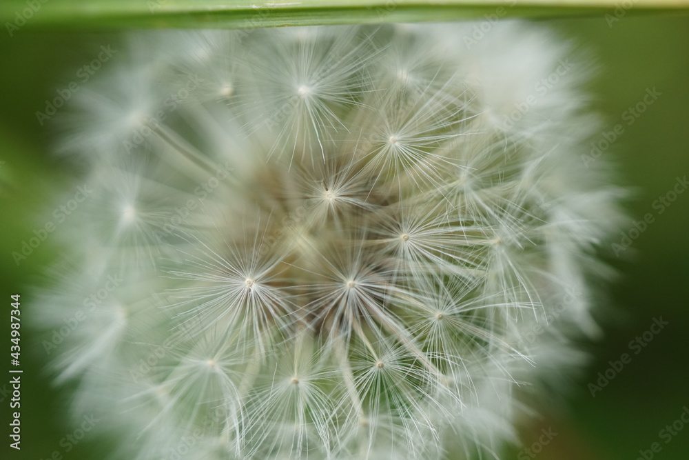 Pusteblume