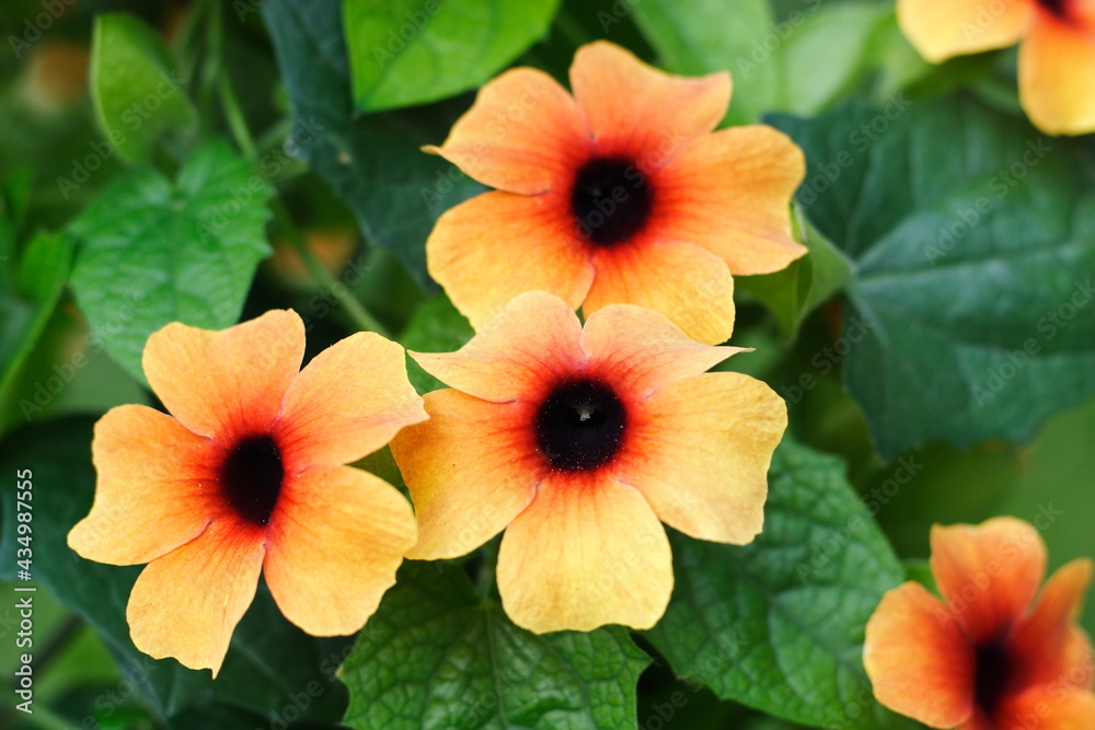Close up of three Black-eyed Susan Vine Close up of three Black-eyed Susan Vine