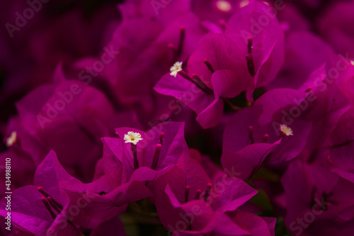 Brautiful plants blooming in Southern California