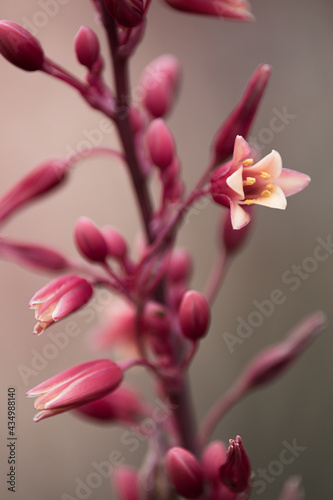 Brautiful plants blooming in Southern California