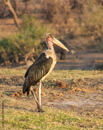 ugly Maribou stork in  Chobe National Park, Botswana Africa photo