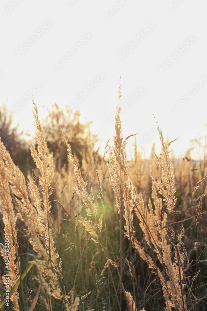 Fototapeta premium wheat field in the wind