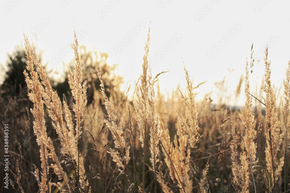 golden wheat field at sunset