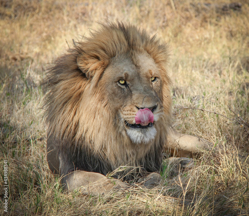 Hungry African lion in Botswana  thinking of dinner