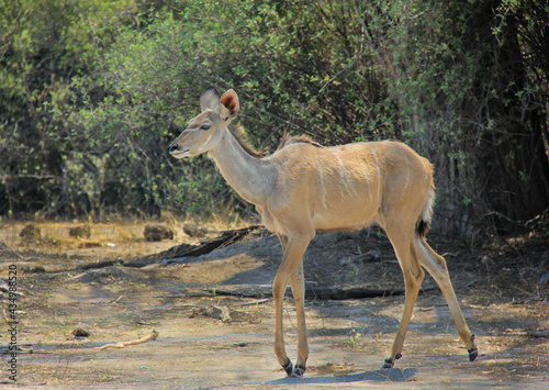 Beautiful Kudu  anteloupe walking on the plains of Botswana