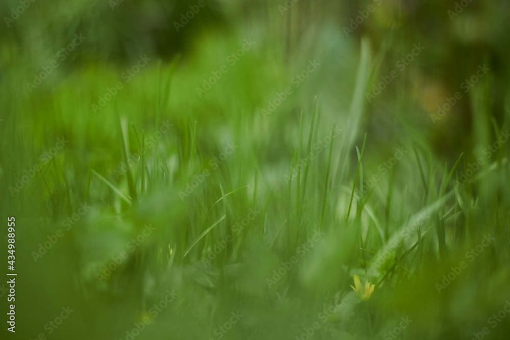 Grass sways in the wind. Green grass texture close up. Grass background. Swaying grass.