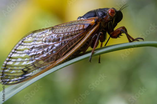 Cicada Macro © Charlie Smith 