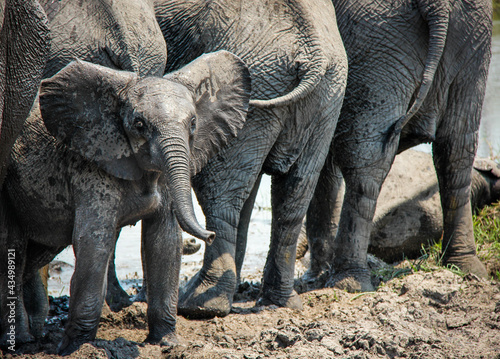 Baby Elephants with the herd