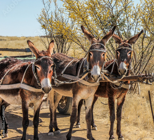 Three harnessed work  mules hauling a cart in Namibia, Africa