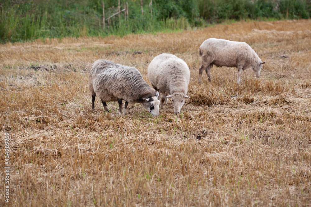 Cute baby sheep over dry grass field. farm animal Cute baby sheep over dry grass field. farm animal