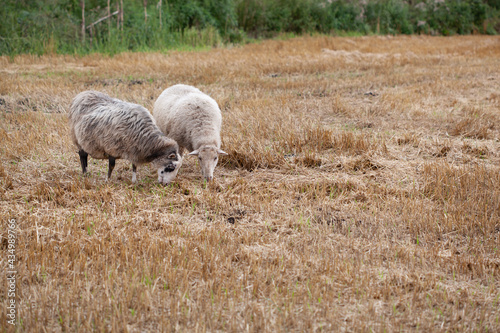 Cute baby sheep over dry grass field. farm animal