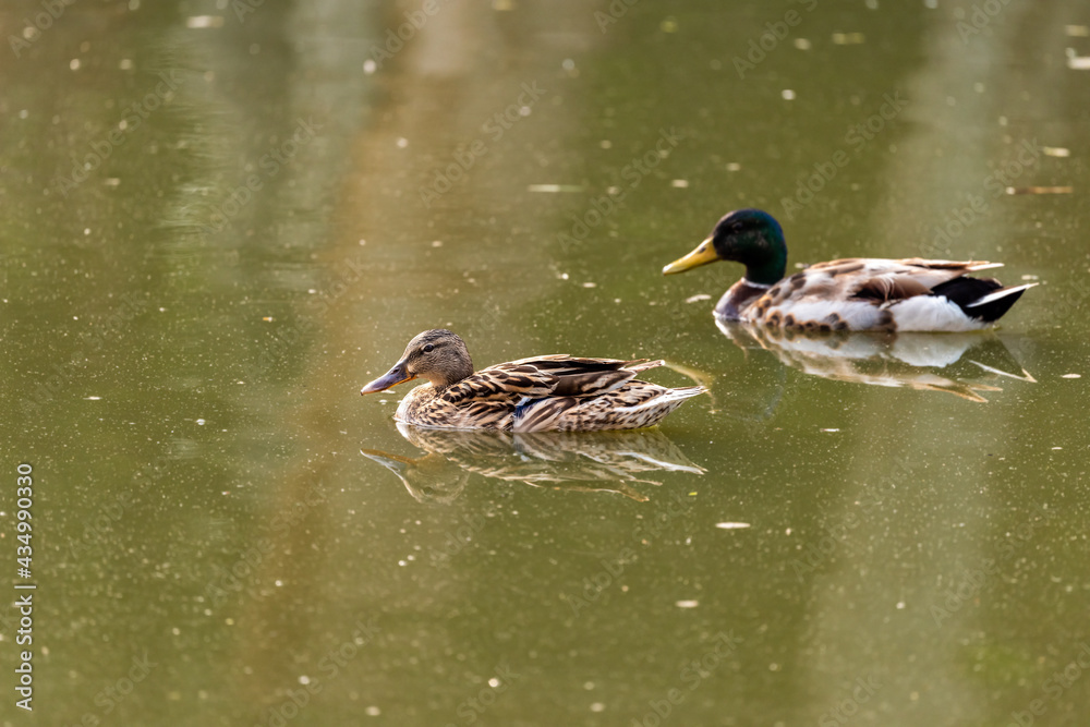 Obraz premium Mallard duck in early spring morning in Ramat Gan park. Israel.