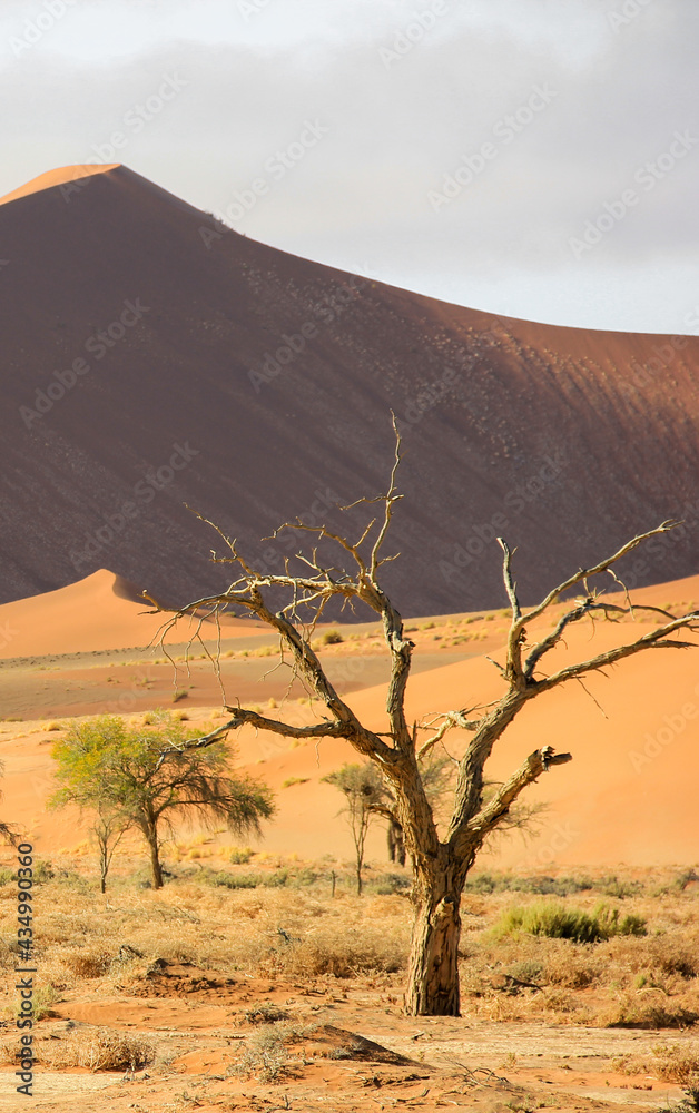 Sand dunes at Sossusvlei  in the Namibian desert, Africa