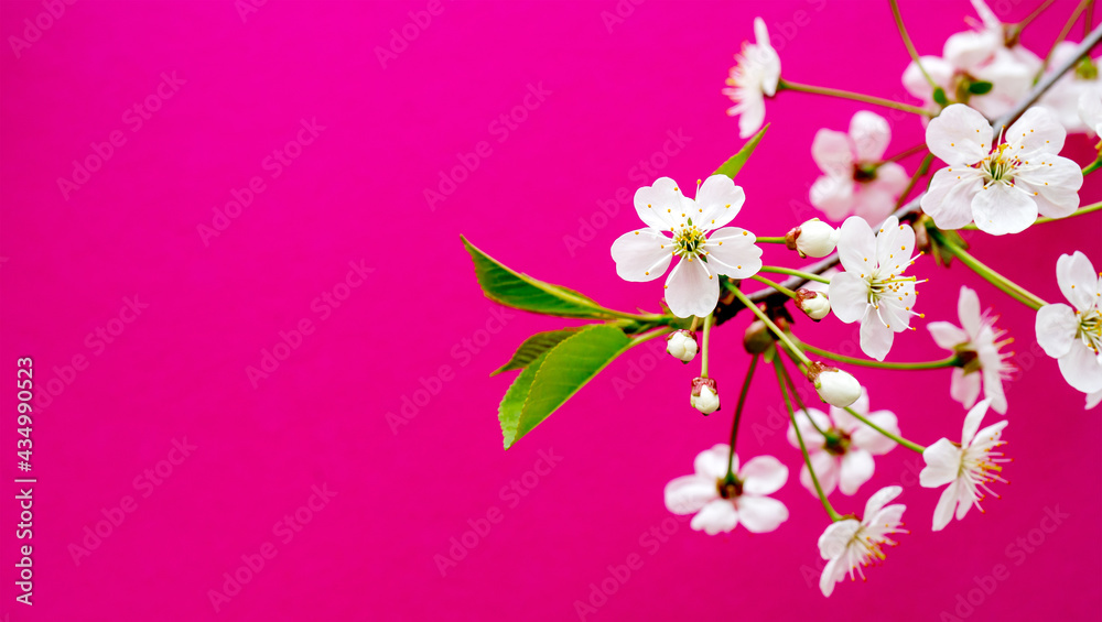 Blooming cherry branch. Spring white flowers. Wine tree in bloom.