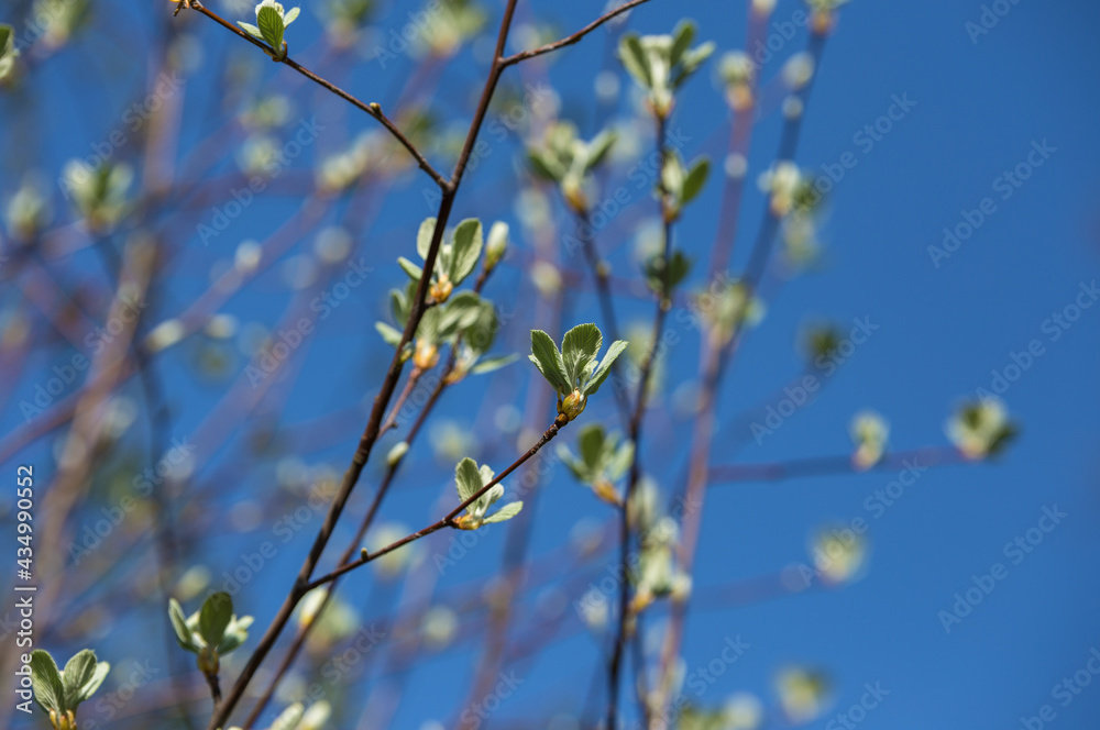 Branches of a tree with delicate light green leaves on a blurred background Branches of a tree with delicate light green leaves on a blurred background
