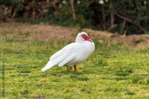 Muscovy duck ( Carina moschata ) in early spring morning in Ramat Gan park. Israel.