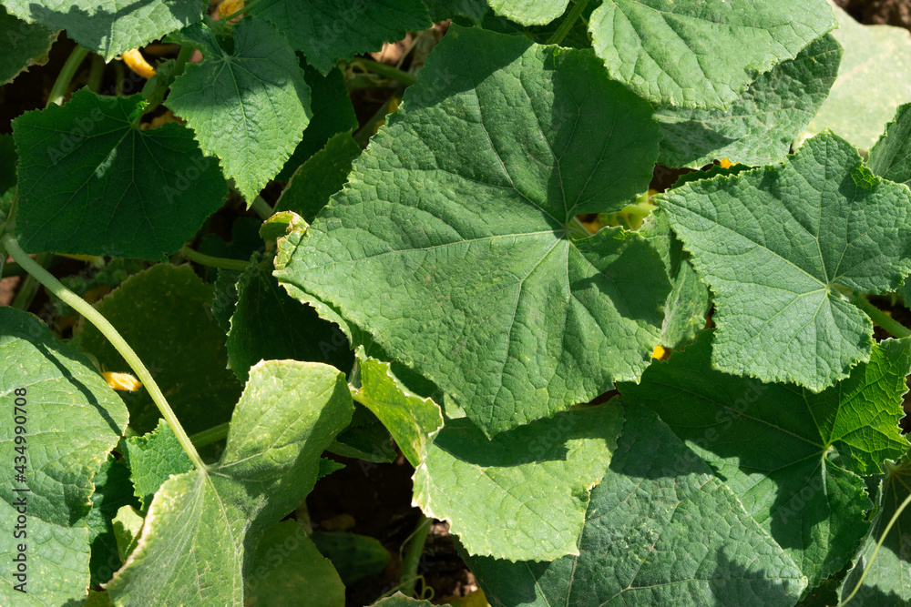 Cucumbers growing in the garden. Green leaves close-up spread on the ground. The concept of agriculture, proper and healthy nutrition. Flowering and ovary of cucumber varieties in the open ground. Cucumbers growing in the garden. Green leaves close-up spread on the ground. The concept of agriculture, proper and healthy nutrition. Flowering and ovary of cucumber varieties in the open ground.