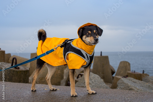 Fototapeta Naklejka Na Ścianę i Meble -  Dog in a yellow rain coat at the sea. Black mongrel at the seaside in a yellow jacket. The dog looks at the sea during a storm. Dog in the rain. Polish dog with yellow rain coat jacket. 