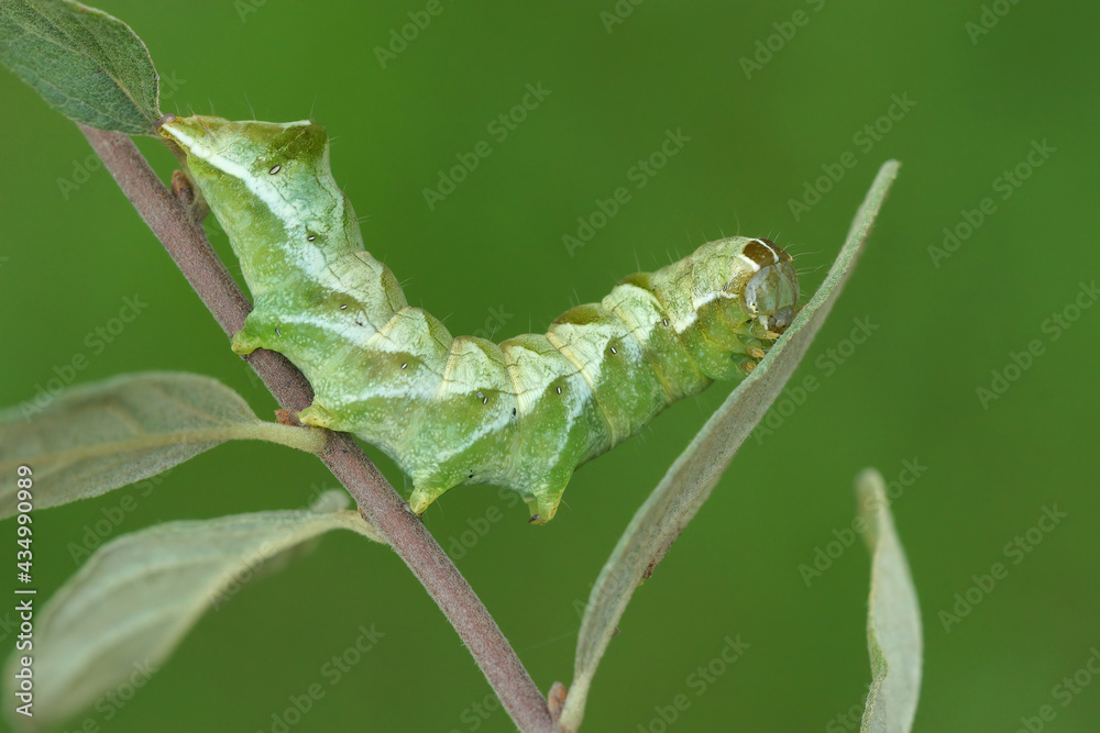 Closeup of the green caterpillar of the Dot moth, Melanchra persicariae Closeup of the green caterpillar of the Dot moth, Melanchra persicariae