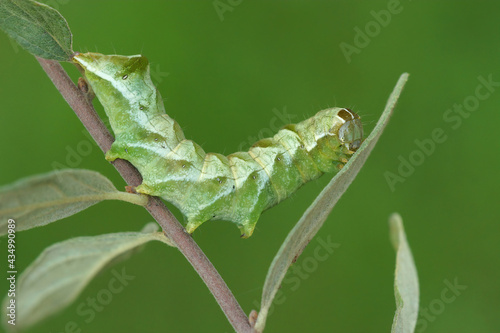 Closeup of the green caterpillar of the Dot moth, Melanchra persicariae