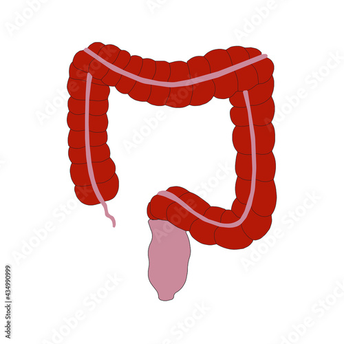Large intestine or colon colored vector image on human body for education of anatomy and digestive system disease.