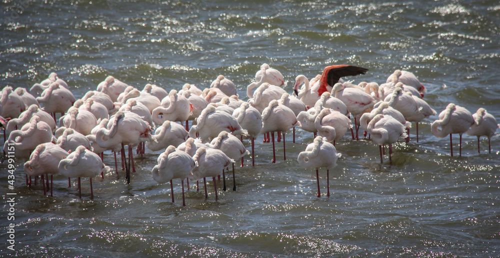 Flamingos at the Atlantic ocean in Namibia