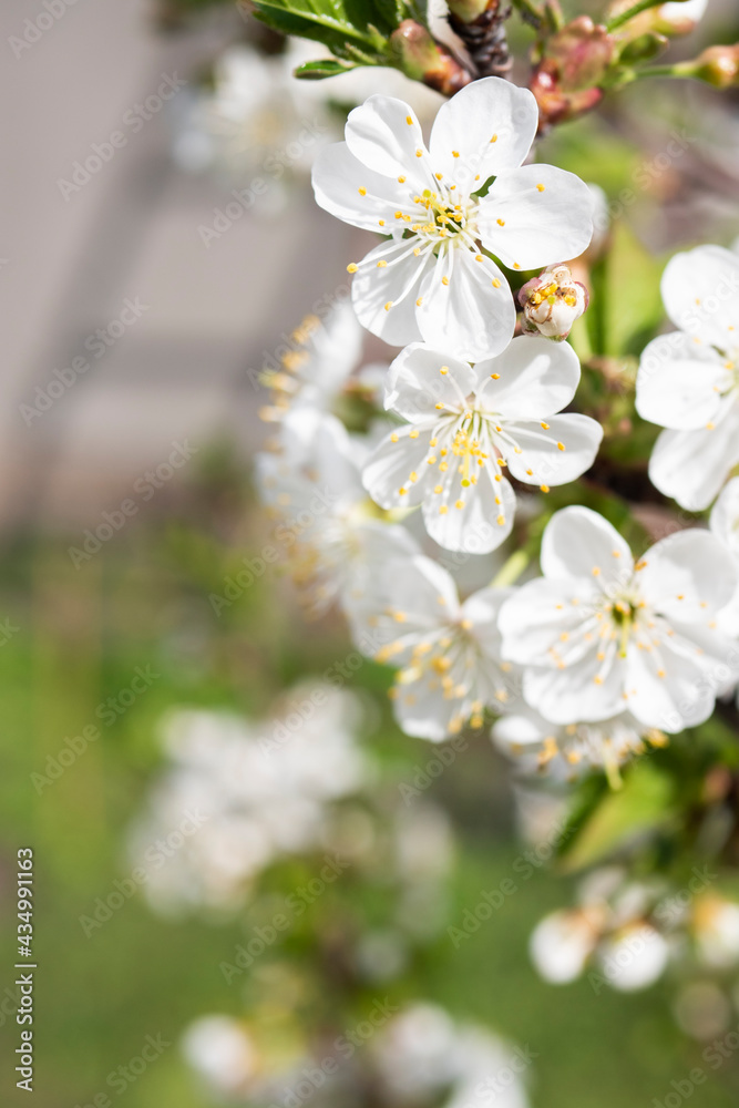 Close up apple tree blooming. Spring blossom. Vertical Close up apple tree blooming. Spring blossom. Vertical