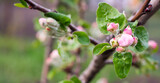 Close up apple tree blooming. Spring blossom banner