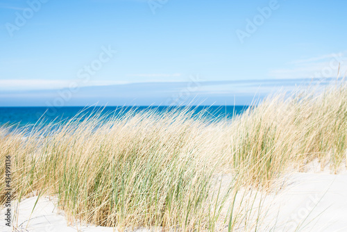Fototapeta Naklejka Na Ścianę i Meble -  Dunes by the sea. Coastal vegetation. Plants in the dunes. Polish sea. Empty beach. White sand. View of the dunes and the sea. Poster. Postcard