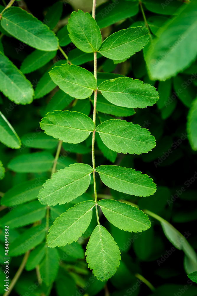 Green foliage close up background Green foliage close up background