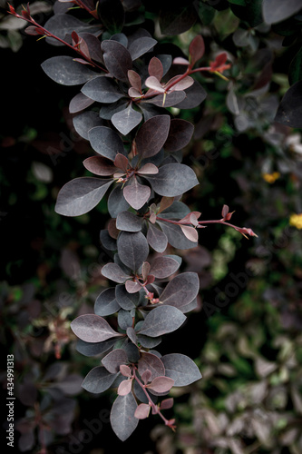 Dark foliage close up background