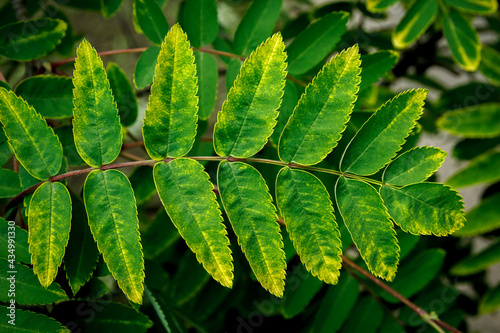 Green foliage close up background