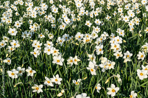 Fragrant narcissus with a yellow-red core close-up on a flower field in the Netherlands. White spring bulbous flowers Daffodils in the sunlight.