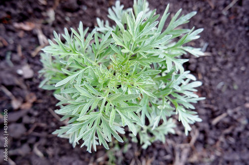 A green-silver bush of wormwood. A plant growing in the ground. Fresh medicinal herb.