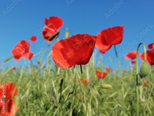 Closeup of common poppy  Papaver rhoeas   in green grass. Blue sky in the background. Common names are corn  field  Flanders or red poppy and corn rose
