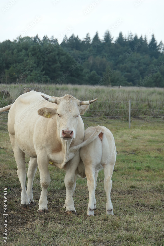 A white cow with her calf in the meadow. Calf drinks from the cow. A white cow with her calf in the meadow. Calf drinks from the cow.