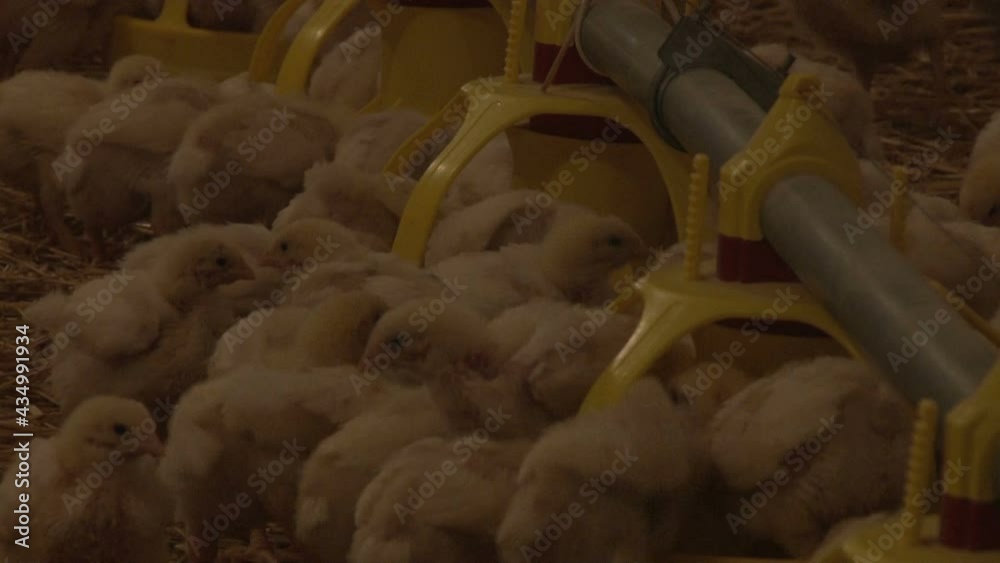 Intensive large scale factory farming of chickens in broiler houses