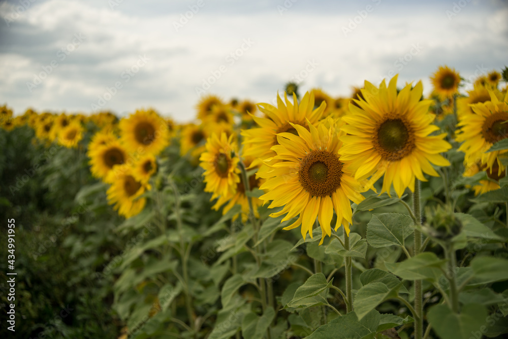Fototapeta premium yellow sunflowers in cloudy weather in the field