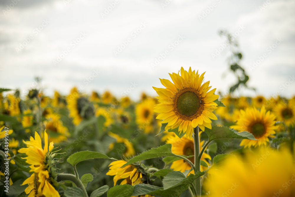 Fototapeta premium yellow sunflowers in cloudy weather in the field