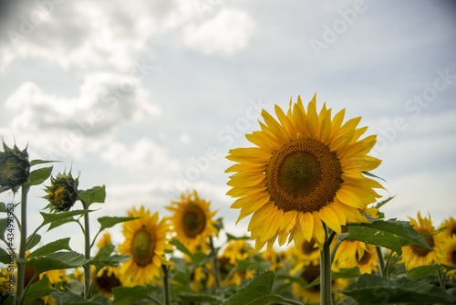 yellow sunflowers in cloudy weather in the field