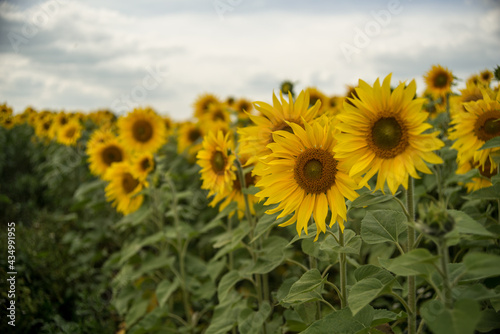 yellow sunflowers in cloudy weather in the field