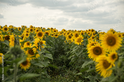 yellow sunflowers in cloudy weather in the field