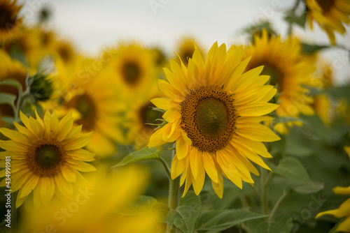 yellow sunflowers in cloudy weather in the field