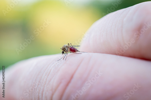 The mosquito pierces human skin and sucks blood.