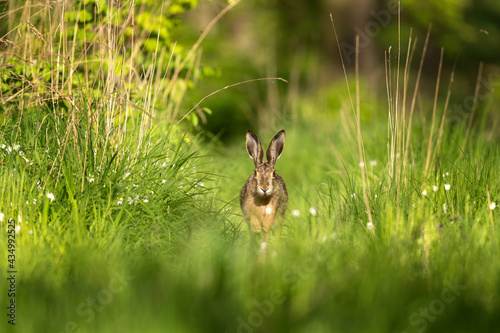 European hare running in grass. Hare during spring season. Life in Czech forest.  © prochym