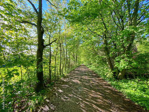 Silent Bavarian Forest Walk during Spring
