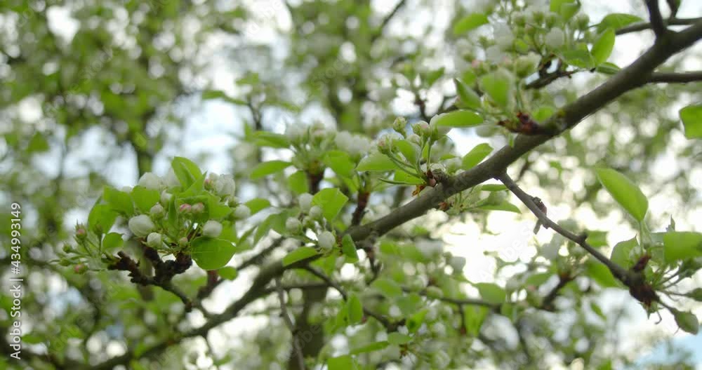 Spring flowering of fruit trees. White pear flowers. Spring flowering of fruit trees. White pear flowers.