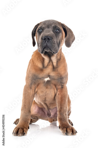 puppy cane corso