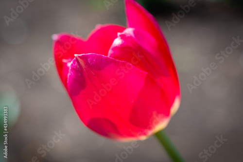 A lone tulip blooms in spring.